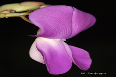 Sphenostylis bracteata